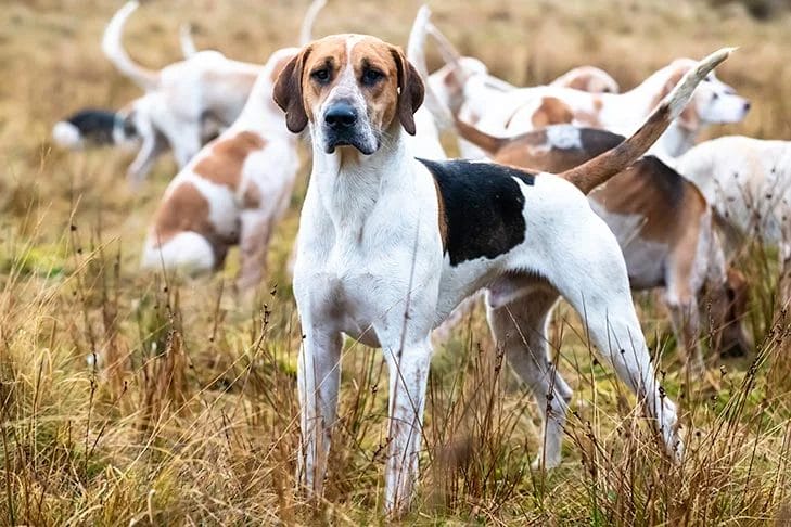 Caring for an American Foxhound Dog Breed