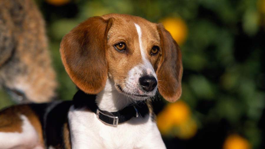Finding an American Foxhound