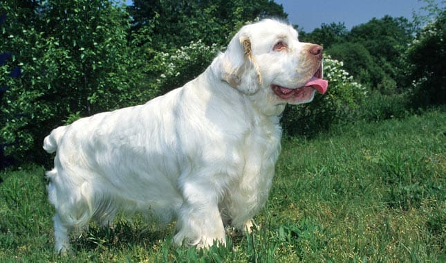 Introduction The Clumber Spaniel Dog Breed
