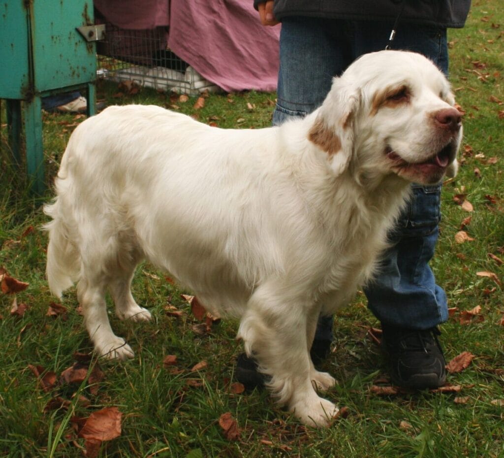 Caring for a Clumber Spaniel Dog Breed