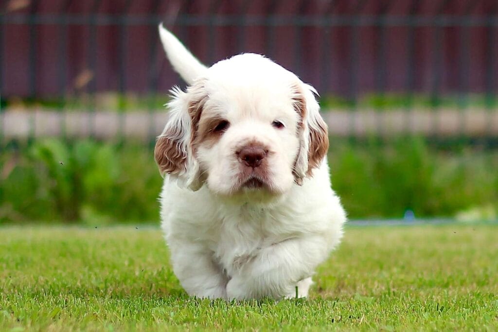 Finding a Clumber Spaniel