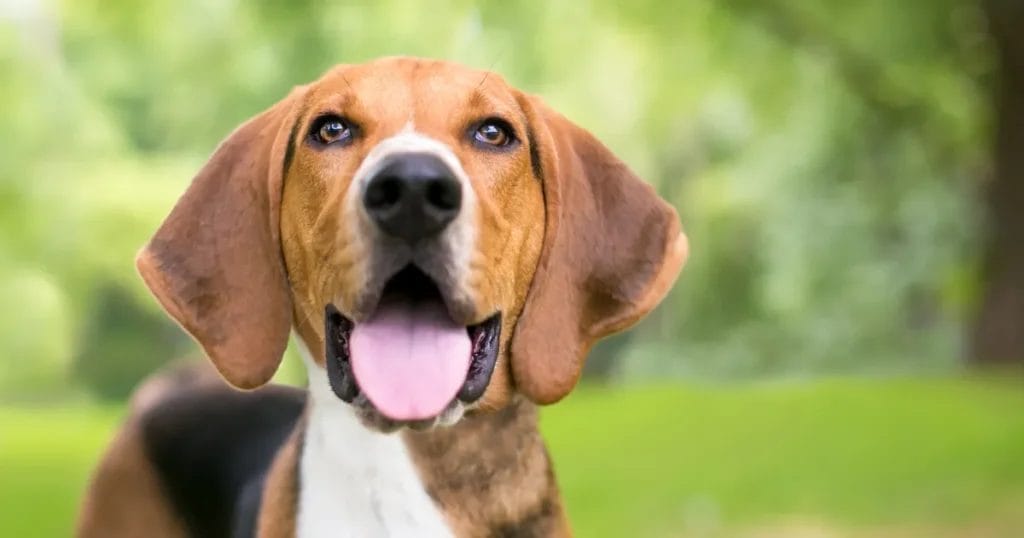 Introduction Foxhound Dog Breed