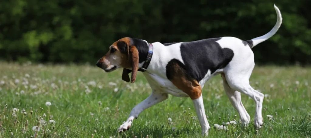 Foxhound Care Recommendations