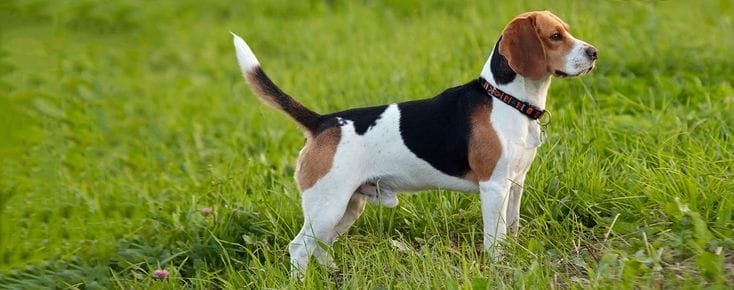 How to buy/adopt a Foxhound