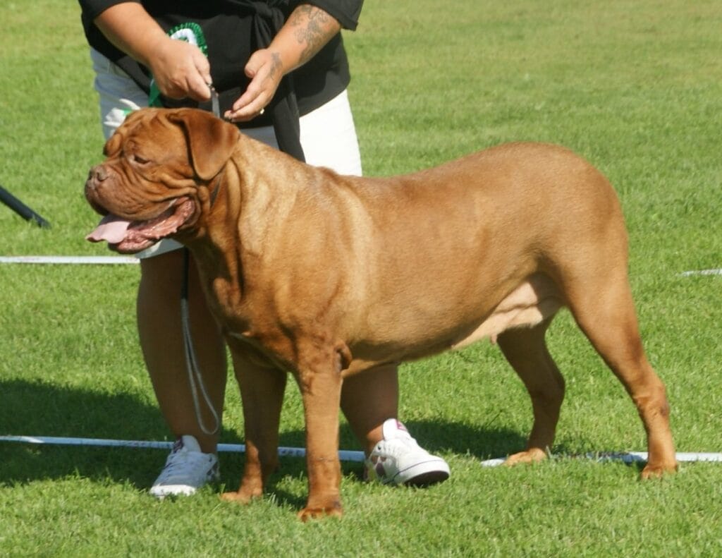 Caring for a French Mastiff