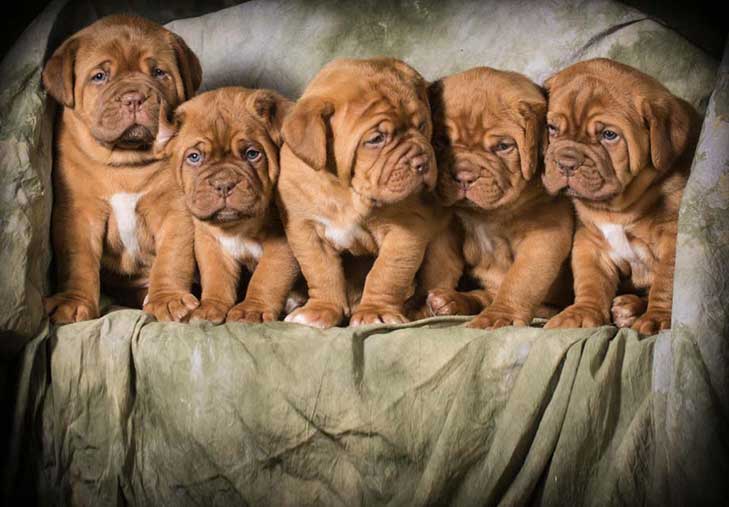 Finding a French Mastiff