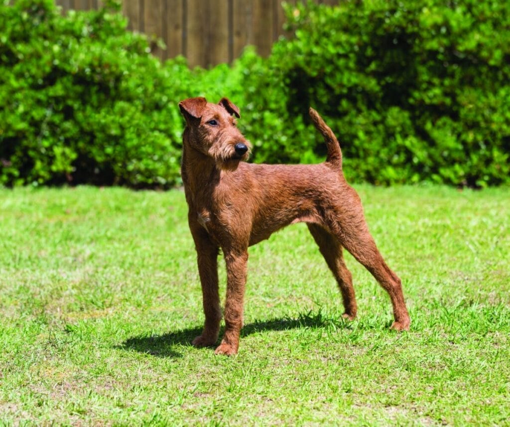 Introduction The Irish Terrier Dog Breed