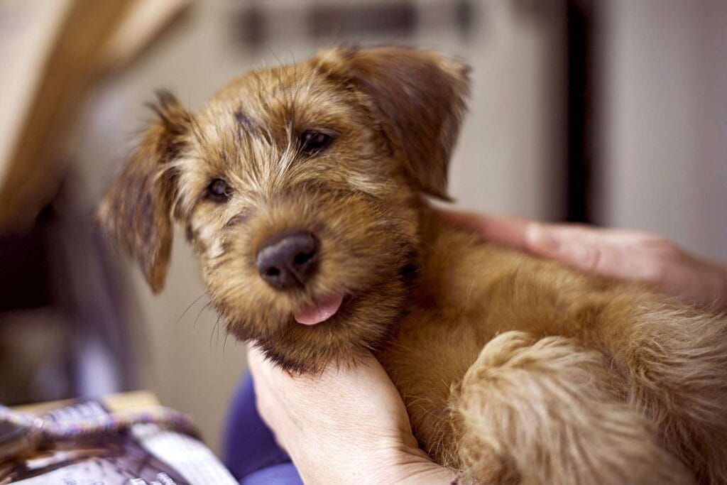 Caring for an Irish Terrier Dog Breed