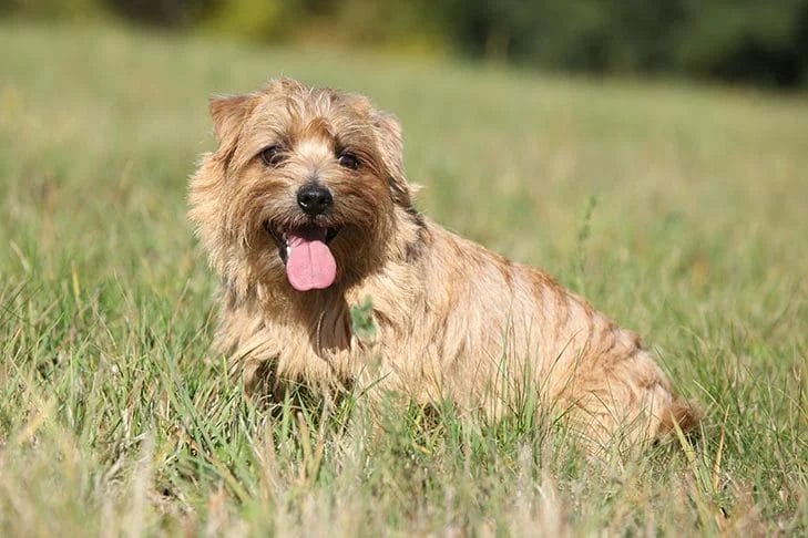 Introduction The Norfolk Terrier Dog Breed