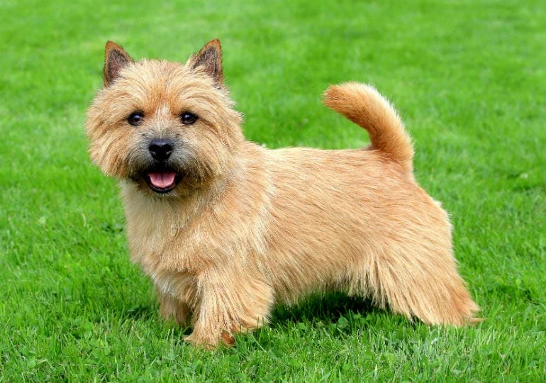 Introduction The Norwich Terrier Dog Breed