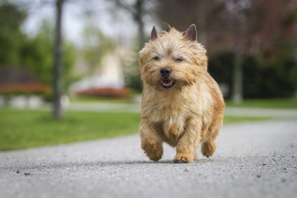 Caring for a Norwich Terrier