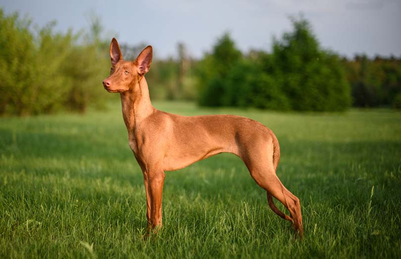 Pharaoh Hound Care Recommendations