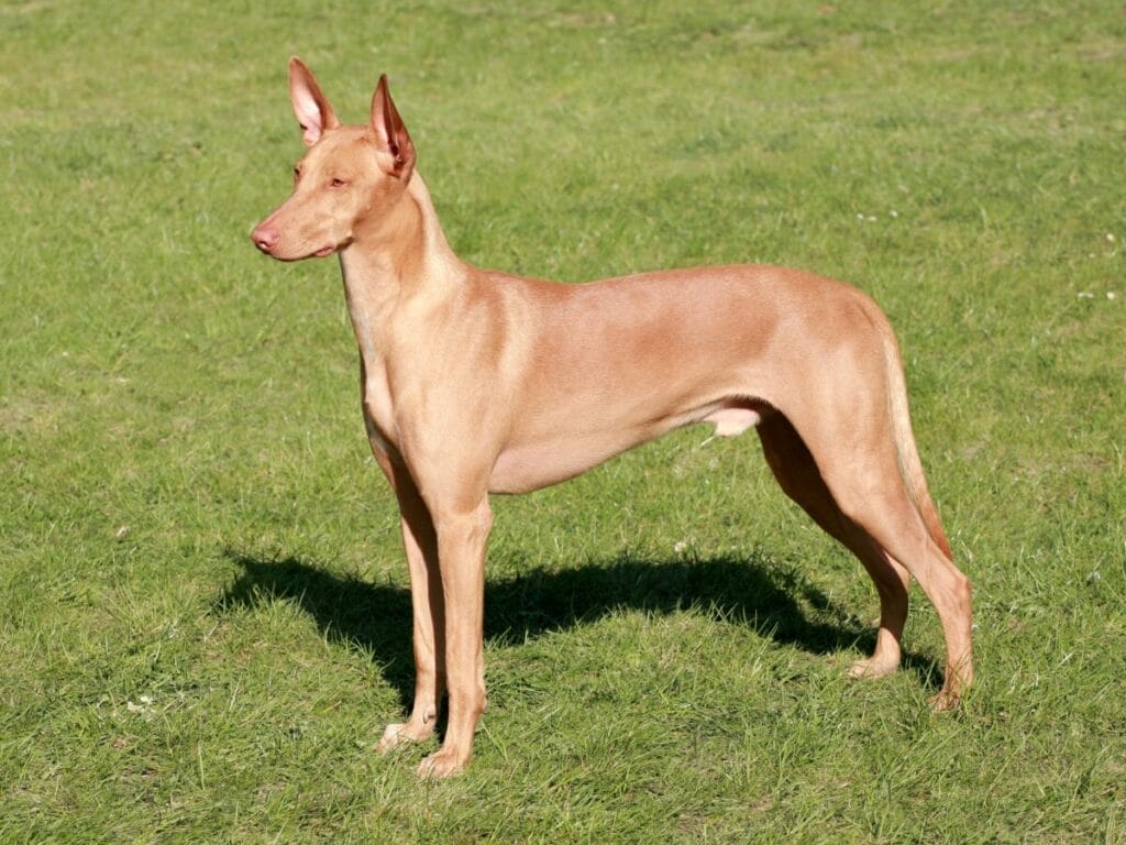 How to buy/adopt a Pharaoh hound