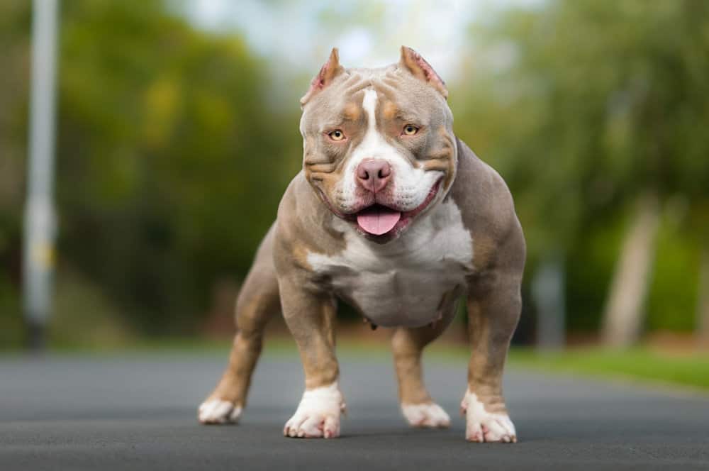 Introduction The Pocket Pitbull Dog Breed