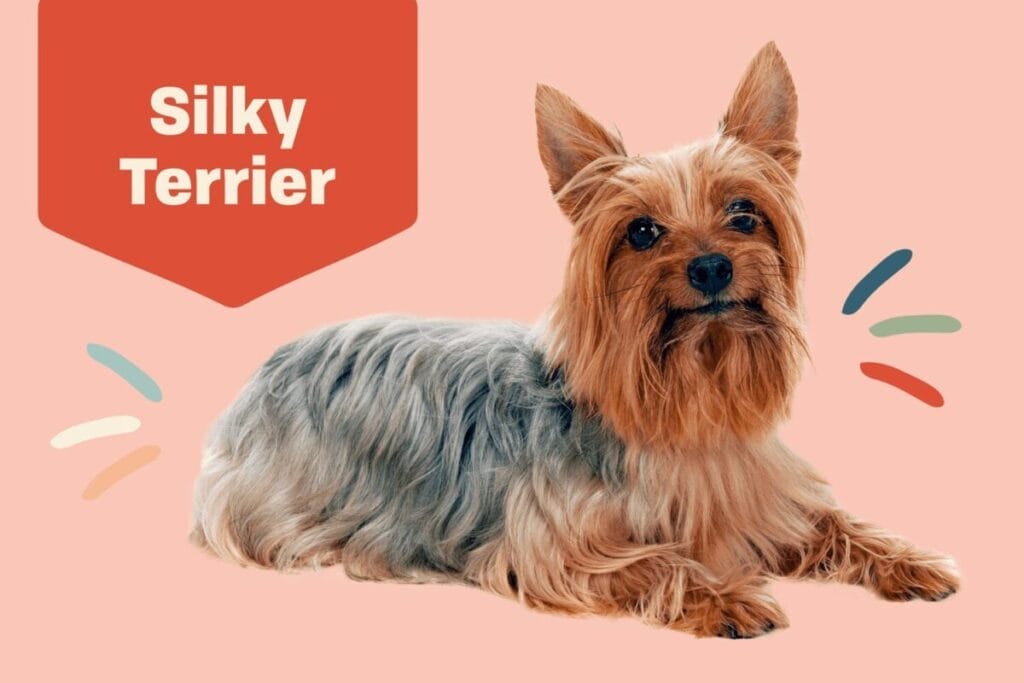 Introduction The Silky Terrier Dog Breed
