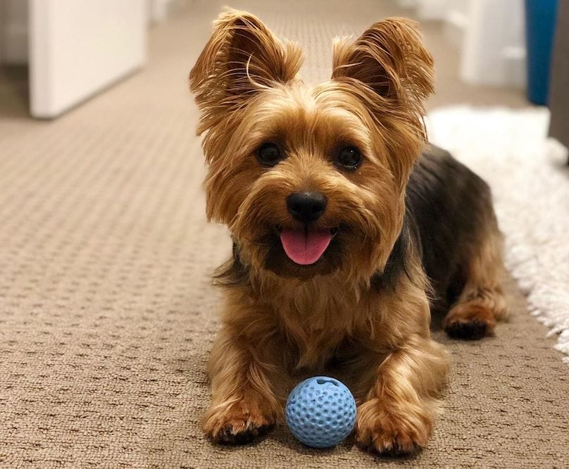 Caring for a Silky Terrier Dog Breed
