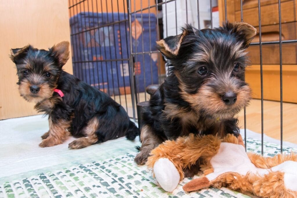 Finding a Silky Terrier