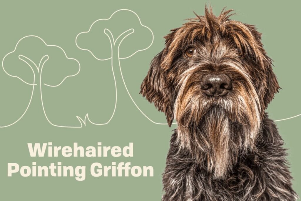 Introduction Wirehaired Pointing Griffon Dog Breed