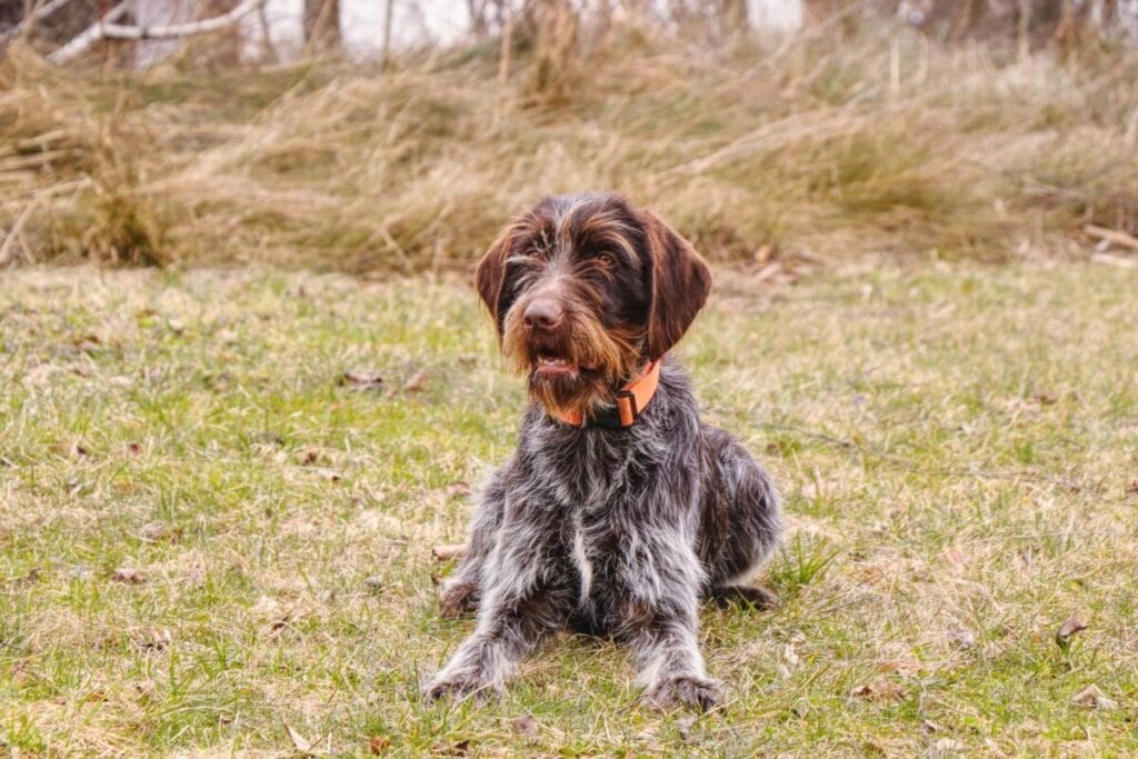Preparing for a Wirehaired Pointing Griffon Dog Breed