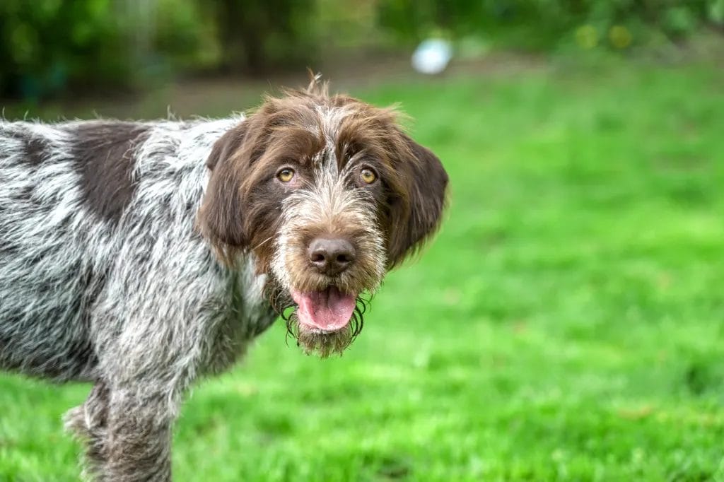 Wirehaired Pointing Griffon Dog Care