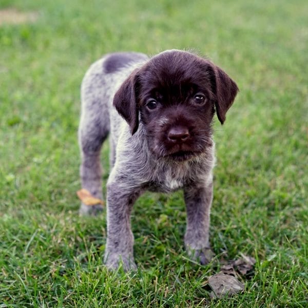 Adopting a Wirehaired Pointing Griffon