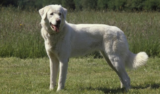 Introduction The Akbash Dog Breed