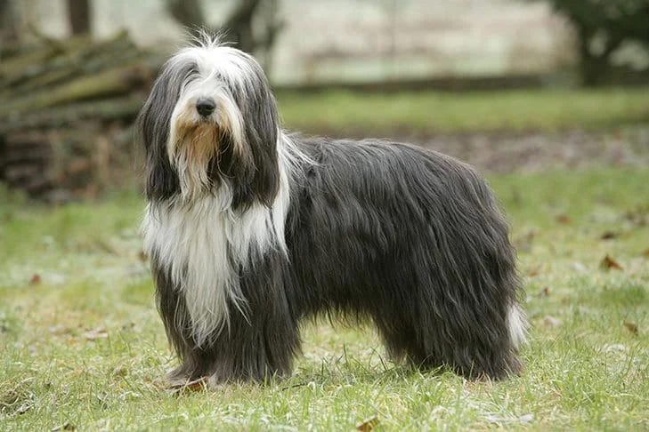 How to take care of a Bearded Collie dog breed