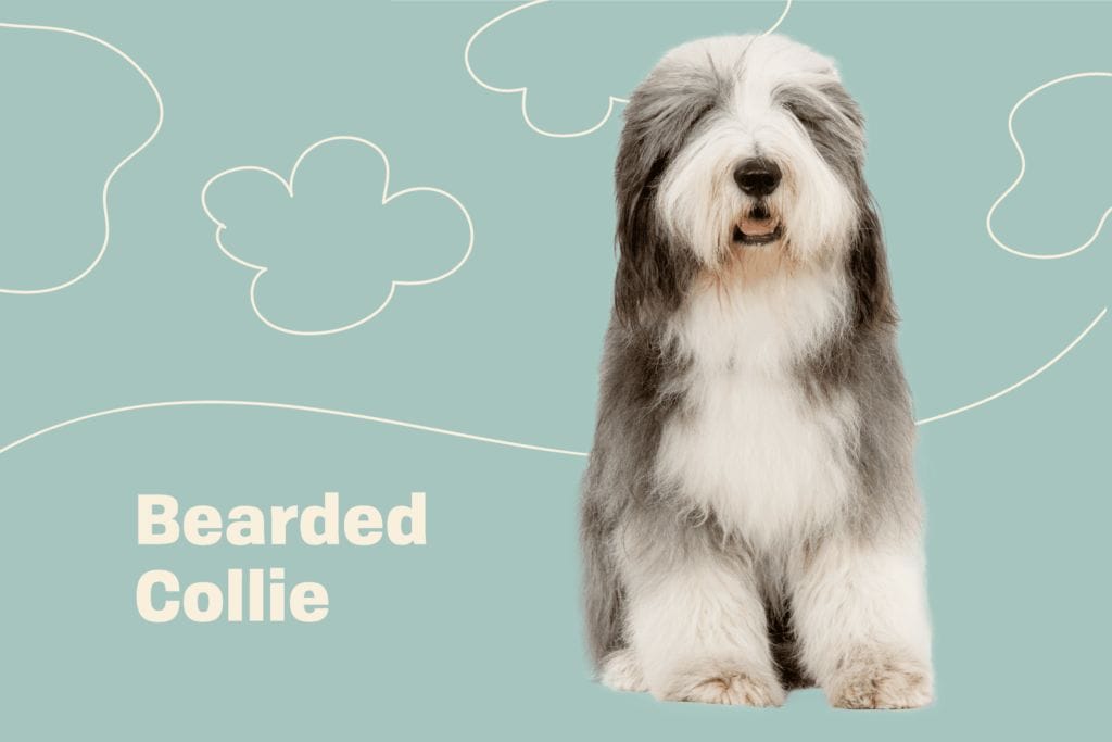 Introduction The Bearded Collie Dog Breed