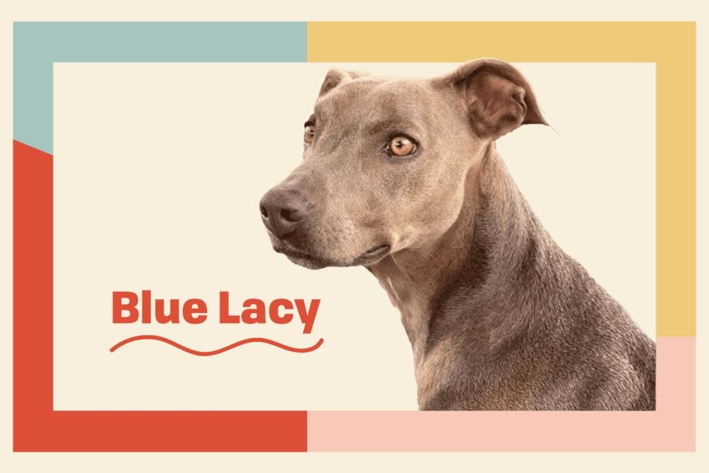 Introduction The Blue Lacy Dog Breed