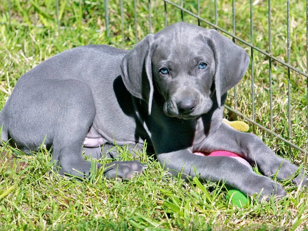 How to Buy/Adopt a Blue Lacy