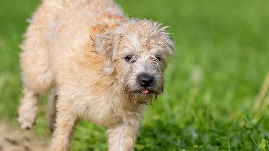 Caring for a Dutch Smoushond Dog Breed