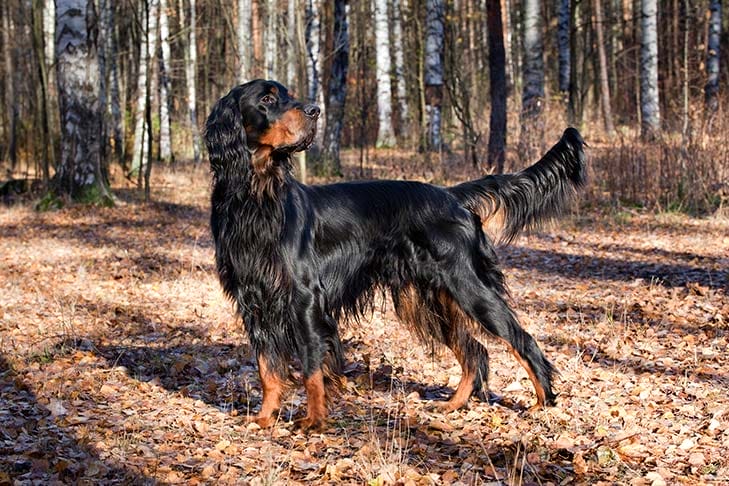Introduction The Gordon Setter Dog Breed