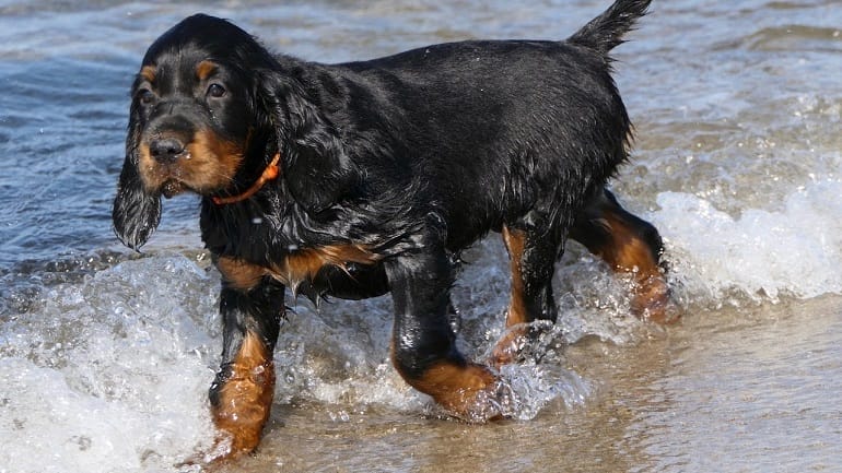 How to take care of a Gordon setter dog breed