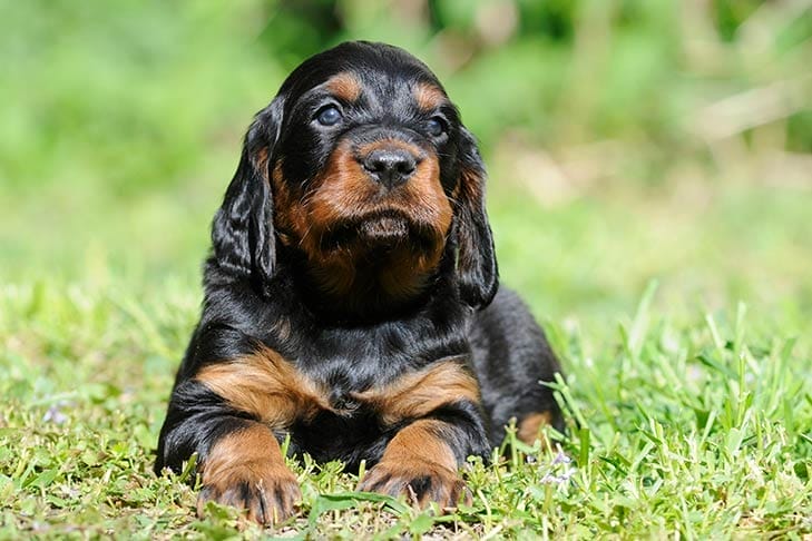 How to prepare for a Gordon setter's life