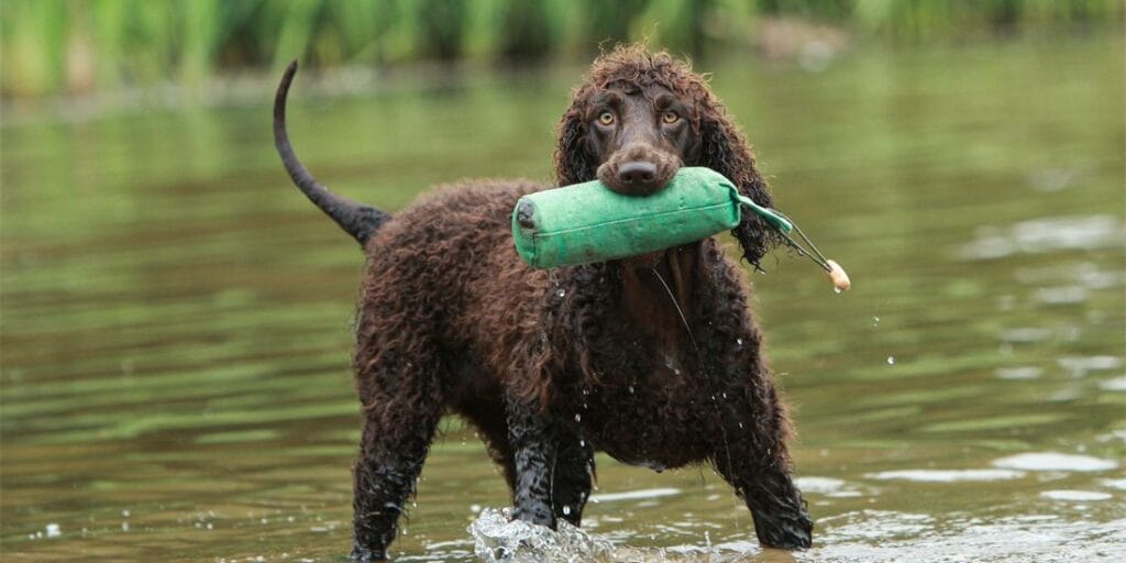 How to Take Care of an Irish Water Spaniel Dog Breed