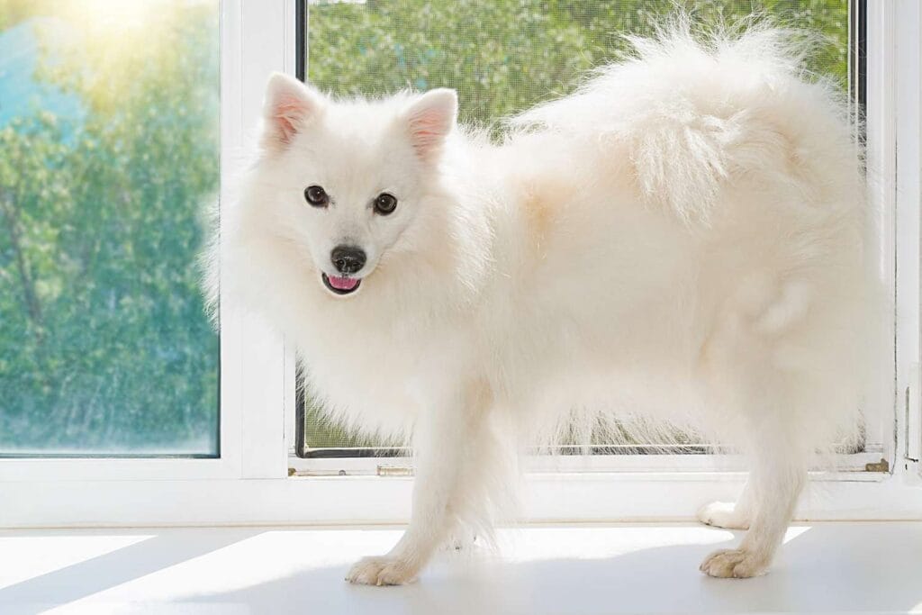 How to take care of a Japanese Spitz dog breed