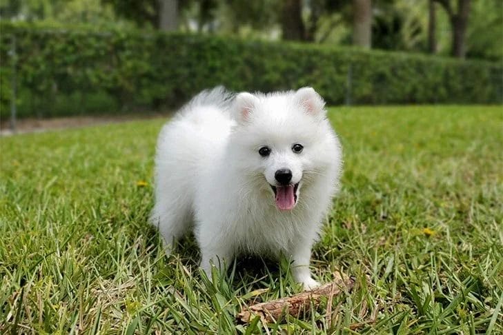 How to buy/adopt a Japanese Spitz