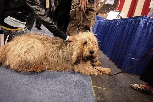 How to Take Care of an Otterhound Dog Breed