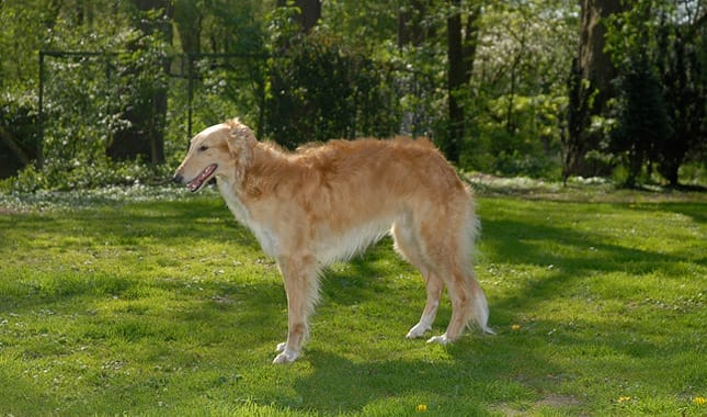 Introduction The Silken Windhound Dog Breed