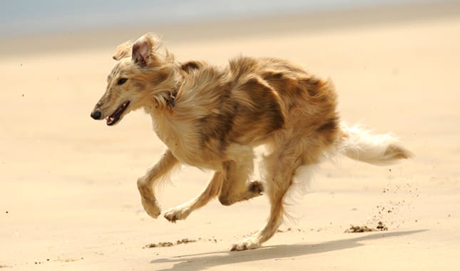 How to take care of a Silken Windhound Dog Breed