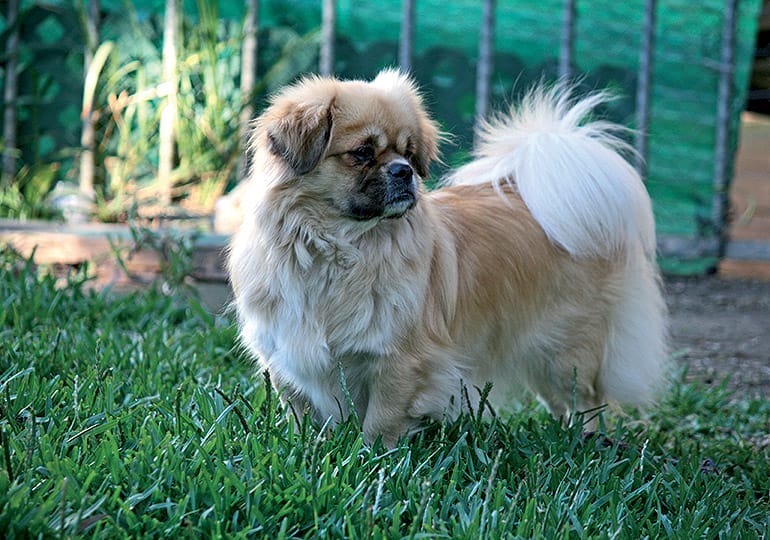How to take care of a Tibetan Spaniel dog breed