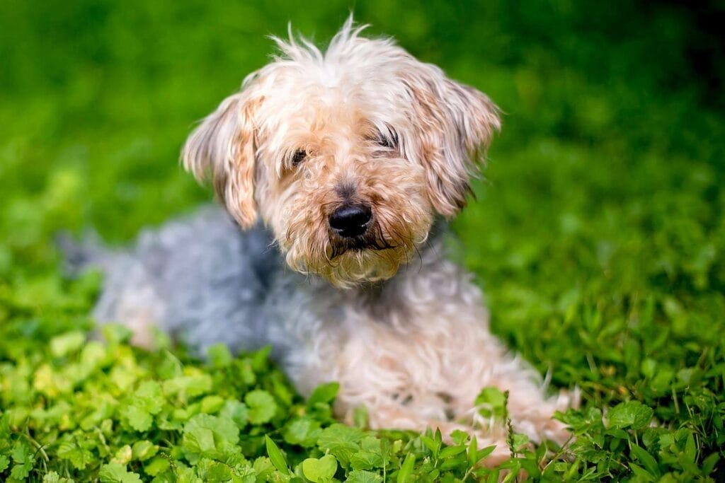 Introduction The Yorkipoo Dog Breed