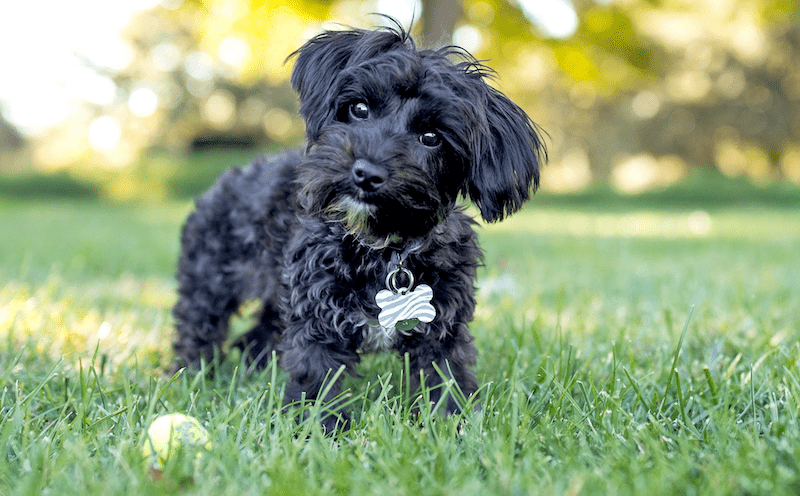 How to Take Care of a Yorkipoo Dog Breed