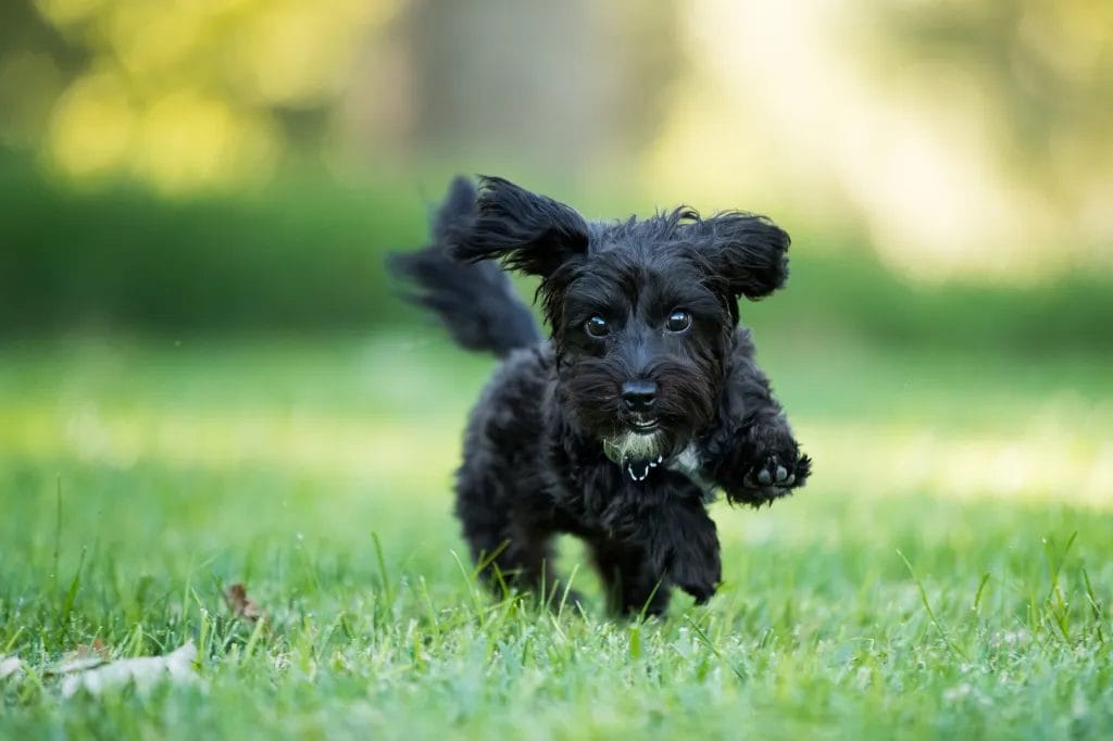How to Buy/Adopt a Yorkipoo
